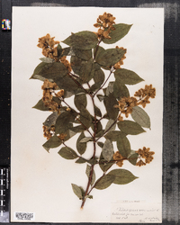 Philadelphus coronarius image