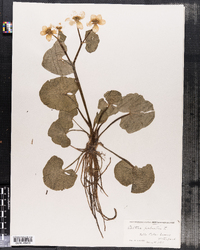 Caltha palustris image