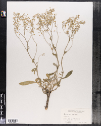 Aurinia saxatilis image
