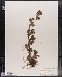 Potentilla norvegica image