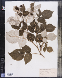 Rubus idaeus image