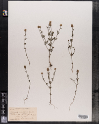 Image of Polygala brevifolia