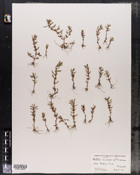 Rotala ramosior image