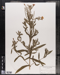 Epilobium hirsutum image