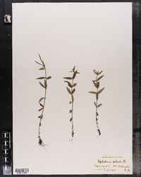 Epilobium palustre image