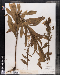 Oenothera biennis image