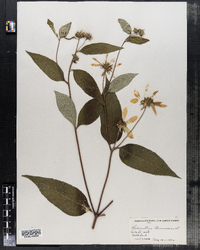 Helianthus strumosus image