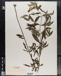Pycnanthemum clinopodioides image