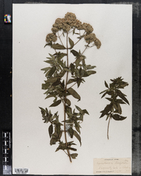 Pycnanthemum clinopodioides image