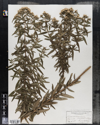 Image of Pycnanthemum californicum