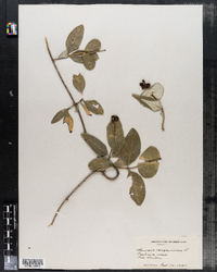 Lonicera sempervirens image