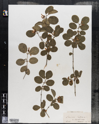 Lonicera tartarica image