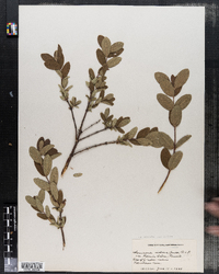 Lonicera villosa var. solonis image