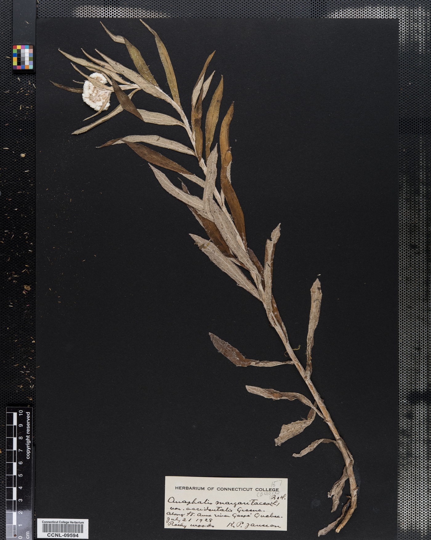 Anaphalis margaritacea var. occidentalis image