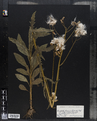 Erechtites hieraciifolia image