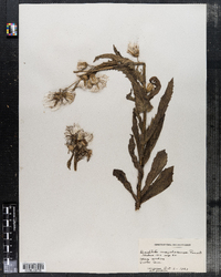 Erechtites hieraciifolia var. megalocarpa image