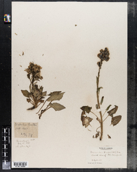 Prenanthes boottii image