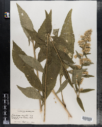 Solidago arguta image