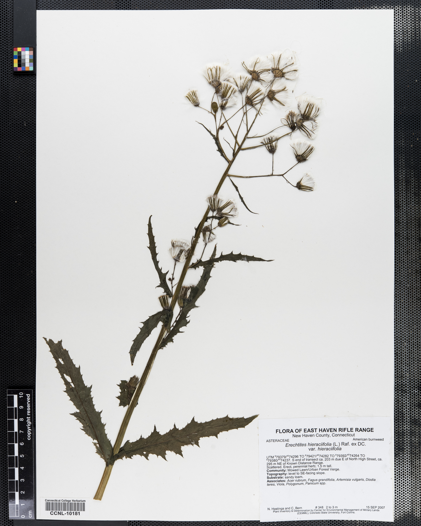 Erechtites hieraciifolia var. hieraciifolia image