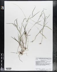 Agrostis stolonifera image