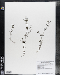 Galium obtusum ssp. obtusum image