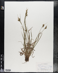 Carex pallescens image