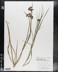 Scirpus georgianus image