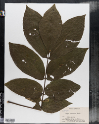 Carya alba image