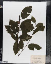 Betula alleghaniensis var. alleghaniensis image