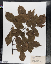 Ulmus americana image