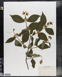 Philadelphus inodorus image