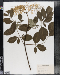 Sambucus nigra ssp. canadensis image