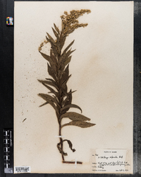 Solidago asperula image