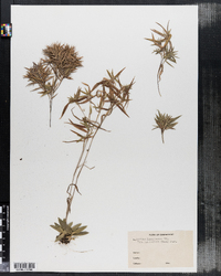 Panicum lindheimeri var. septentrionale image