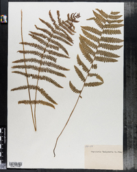 Dryopteris thelypteris image