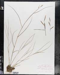 Spartina patens image