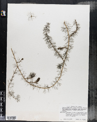 Myriophyllum spicatum var. exalbescens image