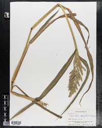 Echinochloa crus-galli image