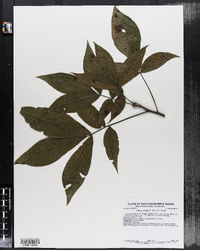 Carya ovata image