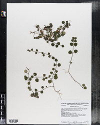 Mitchella repens image