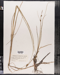 Carex oligosperma image