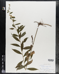 Solidago rugosa image