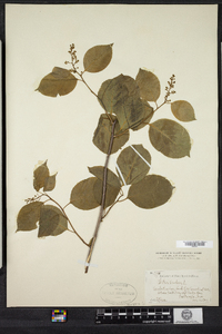 Celastrus scandens image