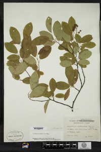 Amelanchier canadensis image