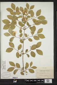 Lonicera xylosteum image