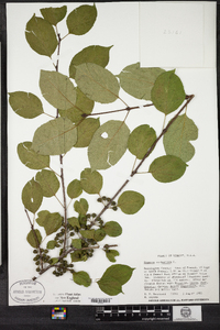 Rhamnus cathartica image