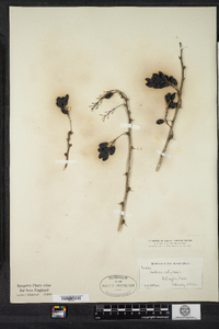 Berberis vulgaris image