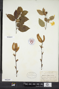 Betula alleghaniensis image