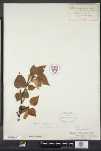 Betula papyrifera var. cordifolia image