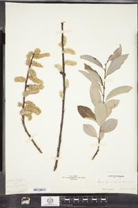 Image of Salix conifera